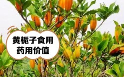 栀子花品种能吃吗？