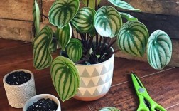 西瓜皮椒草有哪些常见品种？