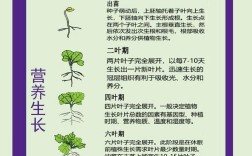 小油菜种植管理有哪些关键技术？