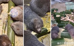 竹鼠养殖如何科学预防疾病？