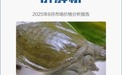 2025年甲鱼价格会涨还是跌？