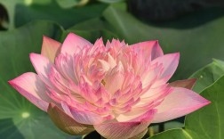 哪些碗莲品种颜值最高？