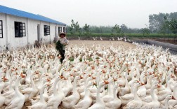 想学养鹅？视频教程有哪些？