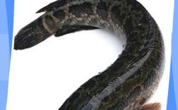 野生黑鱼生态养殖技术如何掌握？