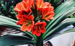 君子兰哪个品种更值得种？