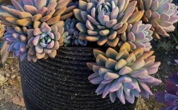 大型多肉品种有哪些？