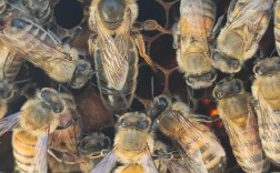 蜜蜂培训蜂王技术视频