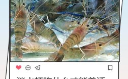 淡水虾繁殖与养殖技术有哪些关键要点？