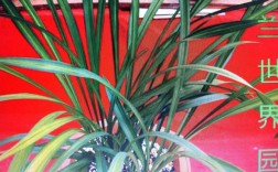 建兰叶子卷是品种问题还是养护不当？