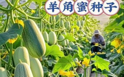 羊角蜜种植技术难掌握？利润空间有多大？