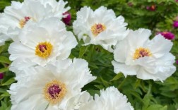 菏泽牡丹春节开花价多少？