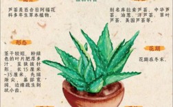 芦荟品种知多少？名字又有哪些？