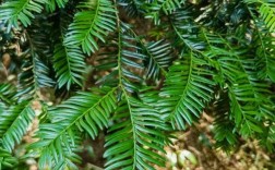 红豆杉哪个品种最珍贵？