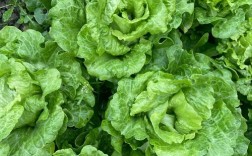 夏天叶菜有哪些品种？