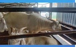 2025白山羊每斤价格会涨还是跌？