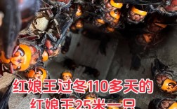 养蜂技术属于哪个专业领域？