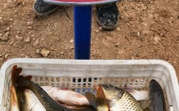 山东鲤鱼批发价格行情