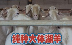 中国多胎绵羊品种有哪些？