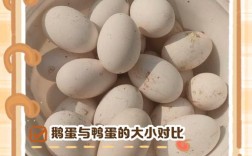 蛋鹅的养殖技术及流程