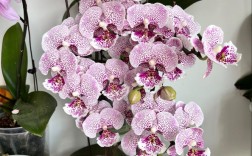 哪些蝴蝶兰品种开花量最多？