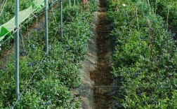 露天蓝梅种植技术有哪些关键点？