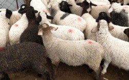 杂交羊肉口感差异大吗？