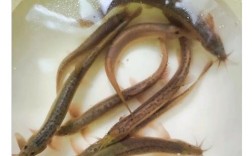 泥鳅养殖常见品种有哪些？