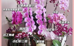 如何挑到优质蝴蝶兰品种？