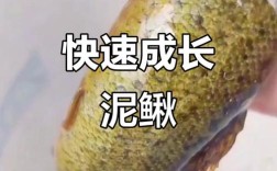 台湾泥鳅人工受精技术如何高效应用？