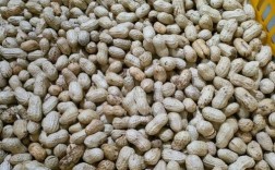 今日洛阳唐河花生价格多少？