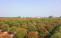 小红叶石楠球修剪技术有哪些要点？