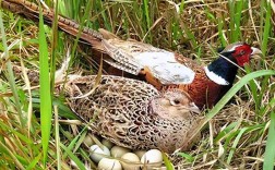 2025河南野鸡价格多少钱一斤？