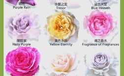 月季十大经典品种有哪些？