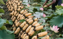 广西浅水莲藕如何高效种植？