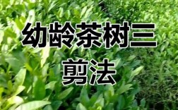 幼龄茶树修剪怎么剪才对？