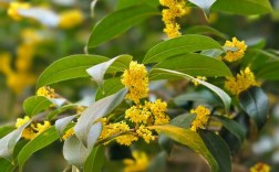 稀有桂花品种有哪些？