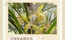 新手如何快速辨别兰花品种？