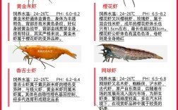 新手养观赏虾，哪个品种最好养？