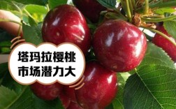 进口樱桃品种哪个最好？