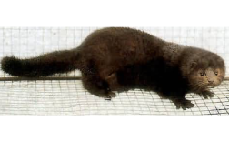 山东水貂最新行情价多少？