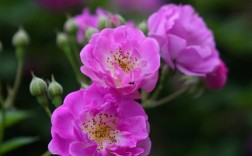 蔷薇花那些品种最好