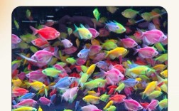 热带鱼养殖技术及视频，新手如何快速上手？