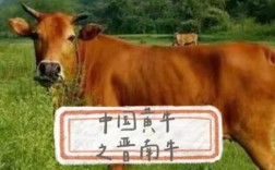 中国最大牛品种是哪种？