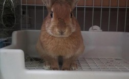 什么品种兔子长得快？