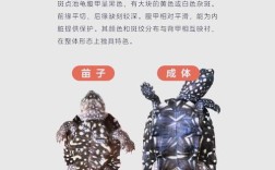 斑点池龟养殖技术简介