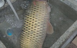 2025年鲤鱼价格会涨还是跌？