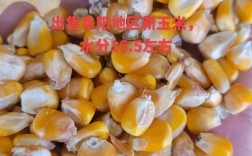 安徽阜阳玉米收购价多少钱一斤？