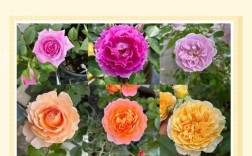 月季品种资料整理（二），整理了哪些品种？