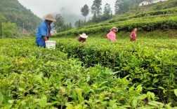 茶叶种植管理技术视频，如何高效掌握关键要点？