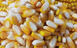 夏种高产玉米品种有哪些？